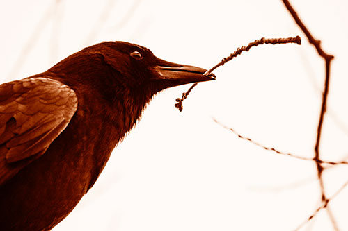 Crow Clasping Stick Among Tree Branches (Orange Shade Photo)