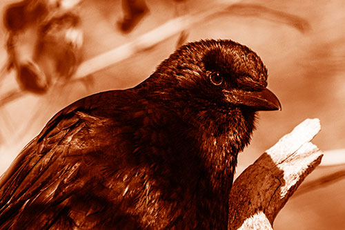 Crow Enjoys Sunshine Atop Broken Tree Branch (Orange Shade Photo)