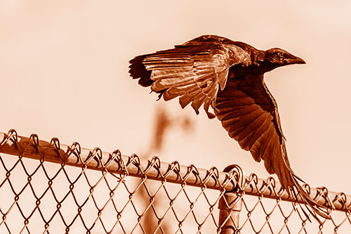 Crow Flying Over Chain Link Fence (Orange Shade)