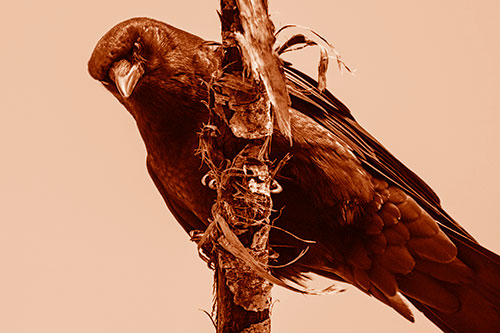 Crow Glaring Downward Atop Peeling Tree Branch (Orange Shade Photo)