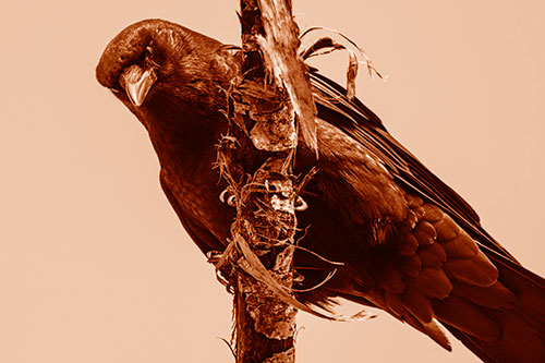 Crow Glaring Downward Atop Peeling Tree Branch (Orange Shade)
