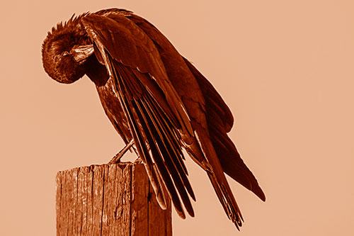 Crow Grooming Wing Atop Wooden Post (Orange Shade)