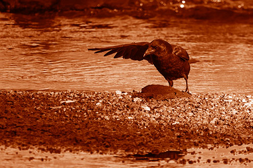 Crow Pointing Upstream Using Wing (Orange Shade Photo)