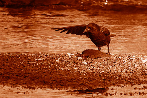 Crow Pointing Upstream Using Wing (Orange Shade)