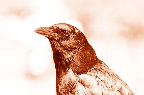 Crow Posing For Headshot (Orange Shade Photo)