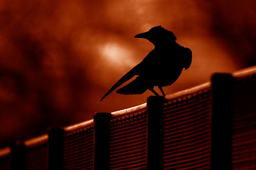 Crow Silhouette Atop Guardrail (Orange Shade Photo)