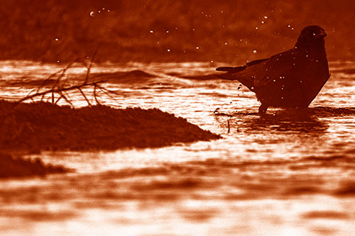 Crow Splashing River Water (Orange Shade Photo)
