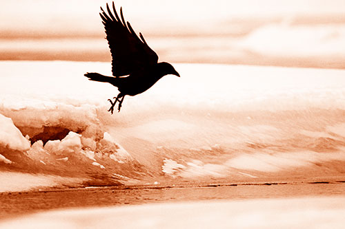 Crow Taking Flight Off Icy Shoreline (Orange Shade Photo)