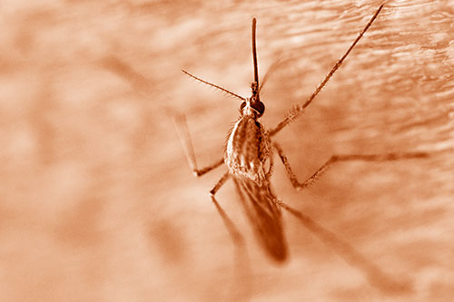 Culex Pipien Mosquito Resting Vertically (Orange Shade Photo)