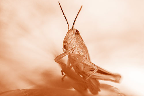 Curious Crouching Grasshopper Perched Atop Leaf Petal (Orange Shade)