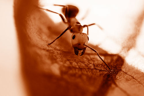 Curious Fire Ant Spreads Mandibles Among Sloping Milkweed Leaf (Orange Shade)