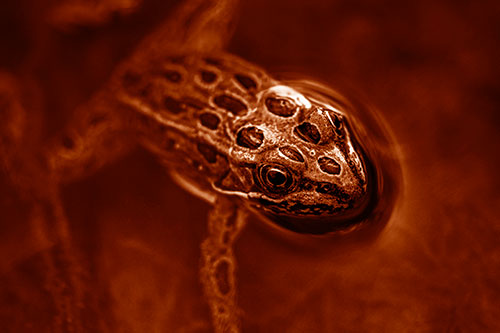 Curious Leopard Frog Peeking Head Above Water (Orange Shade Photo)