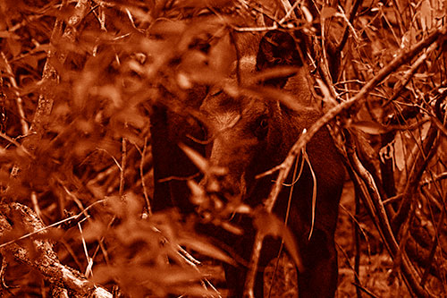 Curious Moose Looking Around (Orange Shade Photo)