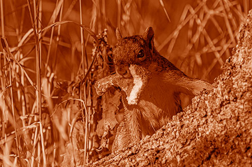 Curious Pizza Crust Squirrel (Orange Shade Photo)