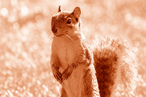 Curious Squirrel Standing On Hind Legs (Orange Shade Photo)