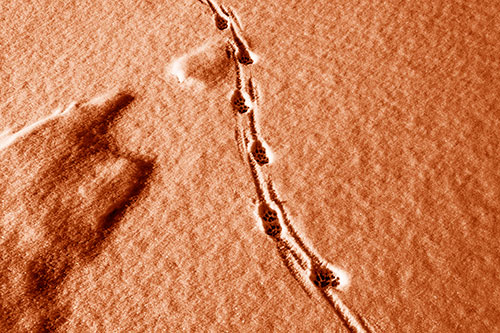 Curving Animal Footprint Trail Dragging Along Snow (Orange Shade Photo)