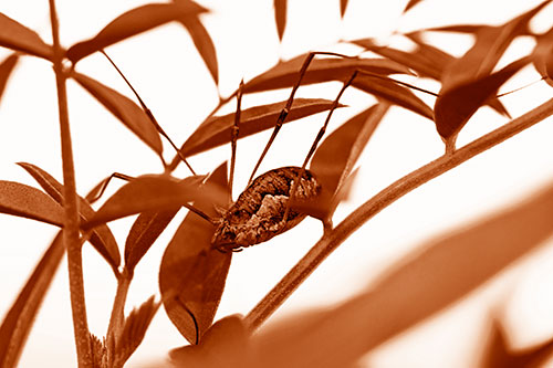 Daddy Longlegs Harvestmen Spider Crawling Down Plant Stem (Orange Shade Photo)
