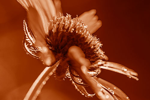 Damp Coneflower Blossoming Towards Sunlight (Orange Shade Photo)