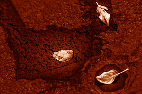 Damp Leaf Face Rests Atop Wet Desiccating Pavement (Orange Shade)