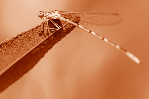 Damselfly Clamping Onto Leaf Petal Edge (Orange Shade)