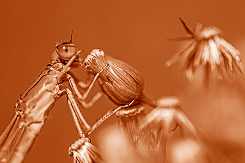 Damselfly Rubbing Eye Among Horseweeds (Orange Shade)