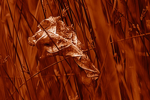 Dead Decayed Leaf Rots Among Reed Grass (Orange Shade Photo)