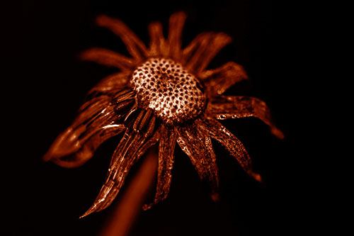 Dead Dewy Rotting Salsify Flower (Orange Shade Photo)