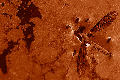 Dead Floating Crane Fly Partly Submerged Among Oily Water (Orange Shade)