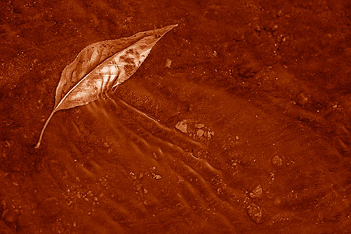Dead Floating Leaf Creates Shallow Water Ripples (Orange Shade Photo)