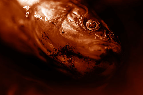 Dead Freshwater Whitefish Washed Ashore (Orange Shade)