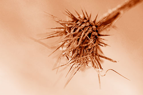 Dead Frigid Spiky Salsify Flower Withering Among Cold (Orange Shade Photo)