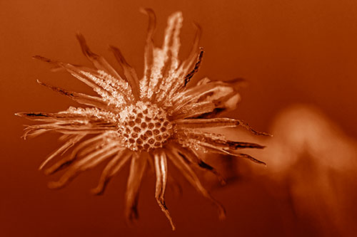 Dead Frozen Ice Covered Aster Flower (Orange Shade Photo)