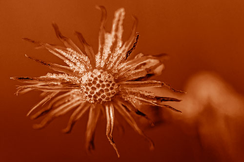 Dead Frozen Ice Covered Aster Flower (Orange Shade)