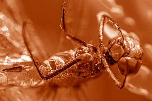 Dead Grotesque Dragonfly Peeling Eye Apart (Orange Shade)