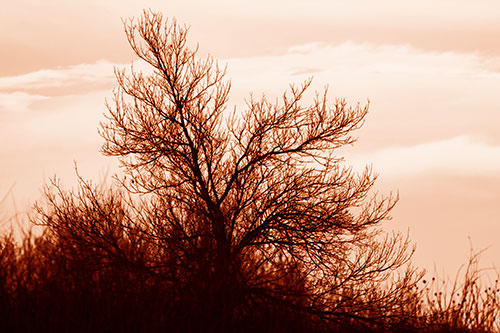 Dead Leafless Tree Standing Tall (Orange Shade Photo)