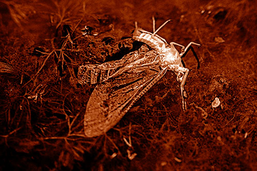 Dead Mayfly Rests Among Shallow Shore (Orange Shade)