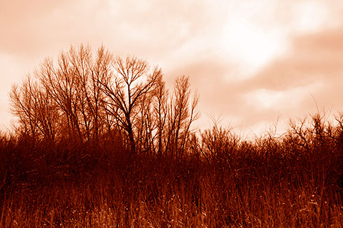 Dead Winter Tree Clusters Among Tall Grass (Orange Shade Photo)