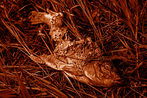 Decaying Salmon Fish Rotting Among Grass (Orange Shade)