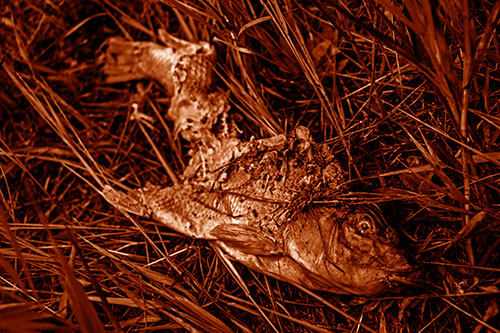 Decaying Salmon Fish Rotting Among Grass (Orange Shade Photo)