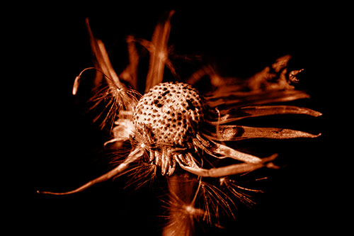 Decaying Seed Toothed Dandelion Creature (Orange Shade)