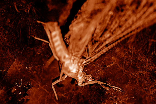 Deceased Mayfly Floating Atop Shallow River Shore (Orange Shade)
