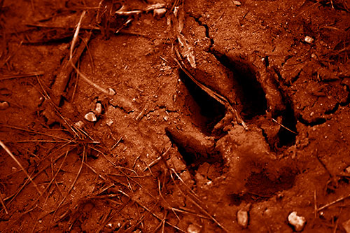Deep Muddy Dog Footprint (Orange Shade Photo)