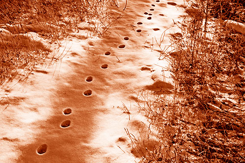 Deep Snow Animal Footprint Markings (Orange Shade Photo)