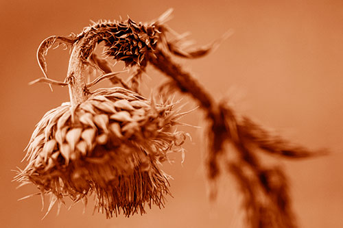 Depressed Slouching Thistle Dying From Thirst (Orange Shade Photo)