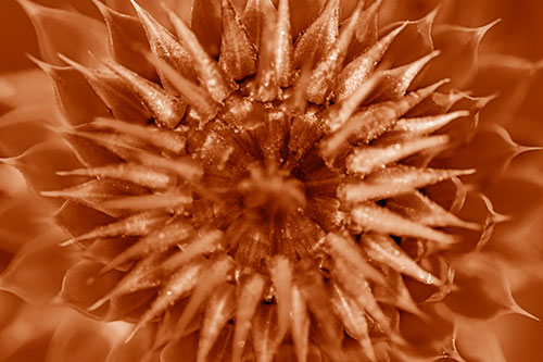 Dew Drops Cover Blooming Thistle Head (Orange Shade Photo)