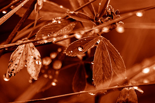 Dew Water Droplets Clutching Onto Leaves (Orange Shade Photo)