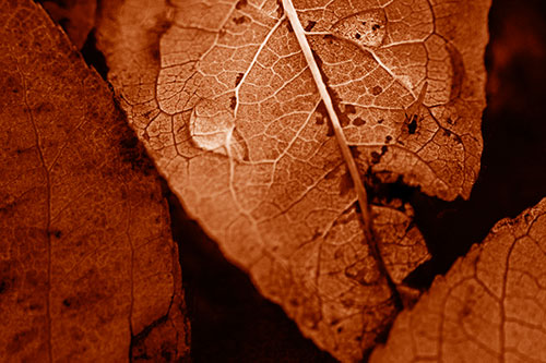 Dewy Eyed Leaf Face Cringing Towards Bug (Orange Shade)