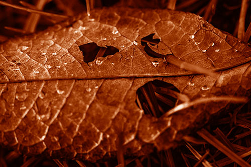 Dewy Pierced Leaf Face Screaming Among Grass Blades (Orange Shade)