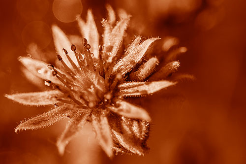 Dewy Spiked Sempervivum Flower (Orange Shade Photo)