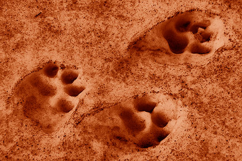 Dirty Dog Footprints In Snow (Orange Shade Photo)